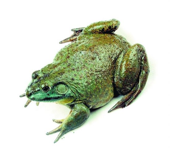 关于蛙币比特币的信息 关于蛙币比特币的信息